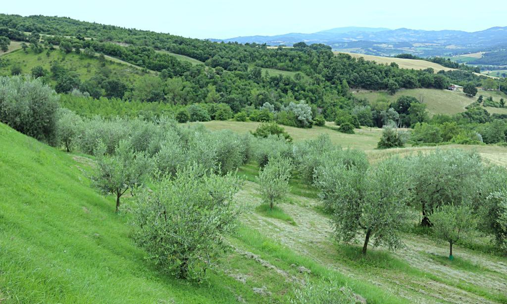 La Valle Dei Fiori Di Bellucci Rosanna Torre de' Calzolari